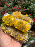 Sunflower Sage