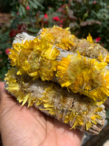 Sunflower Sage