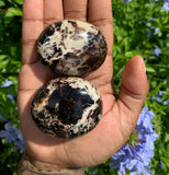 Black Opal Palm