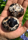 Black Opal Palm